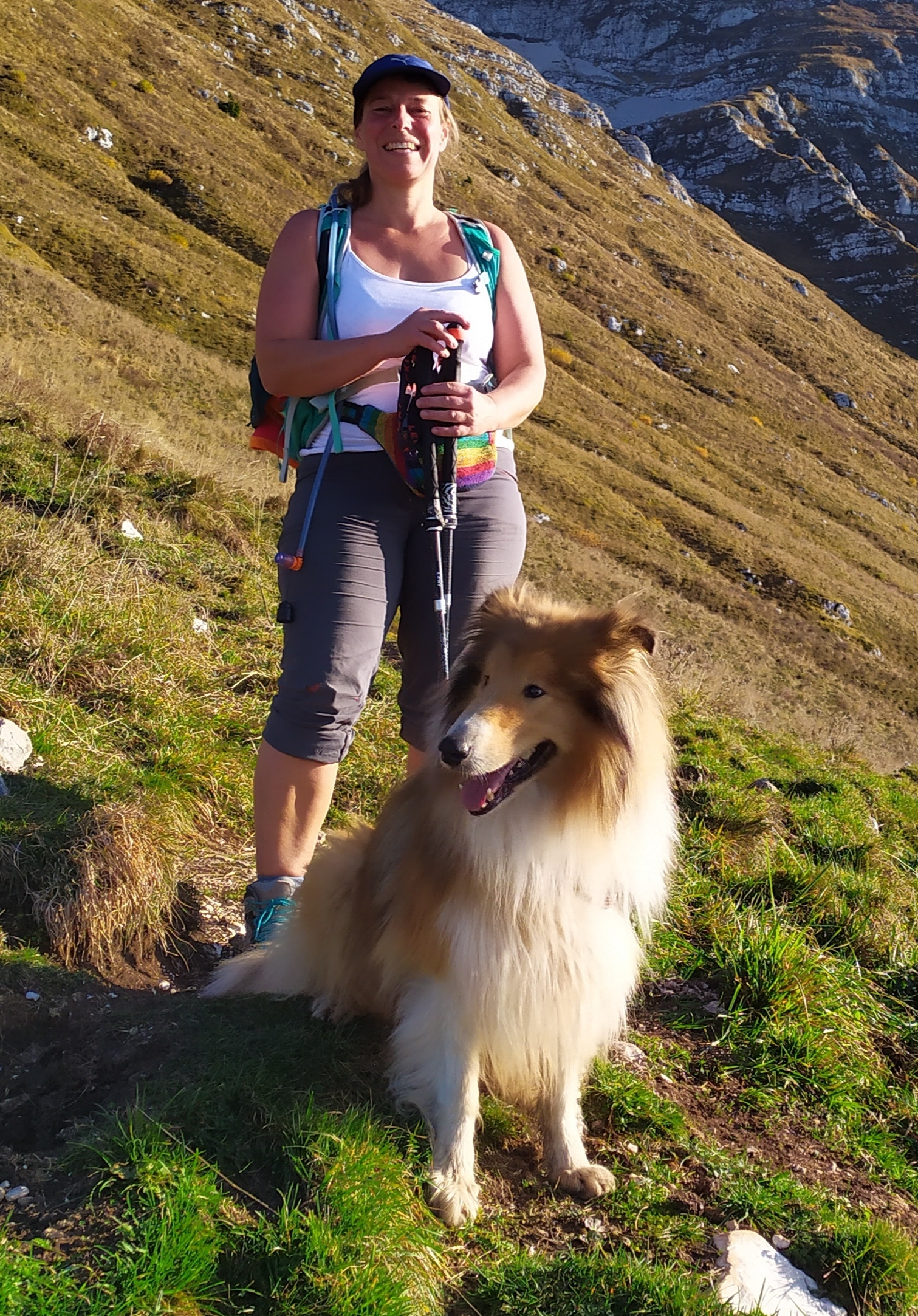 Hund auf Spaziergang